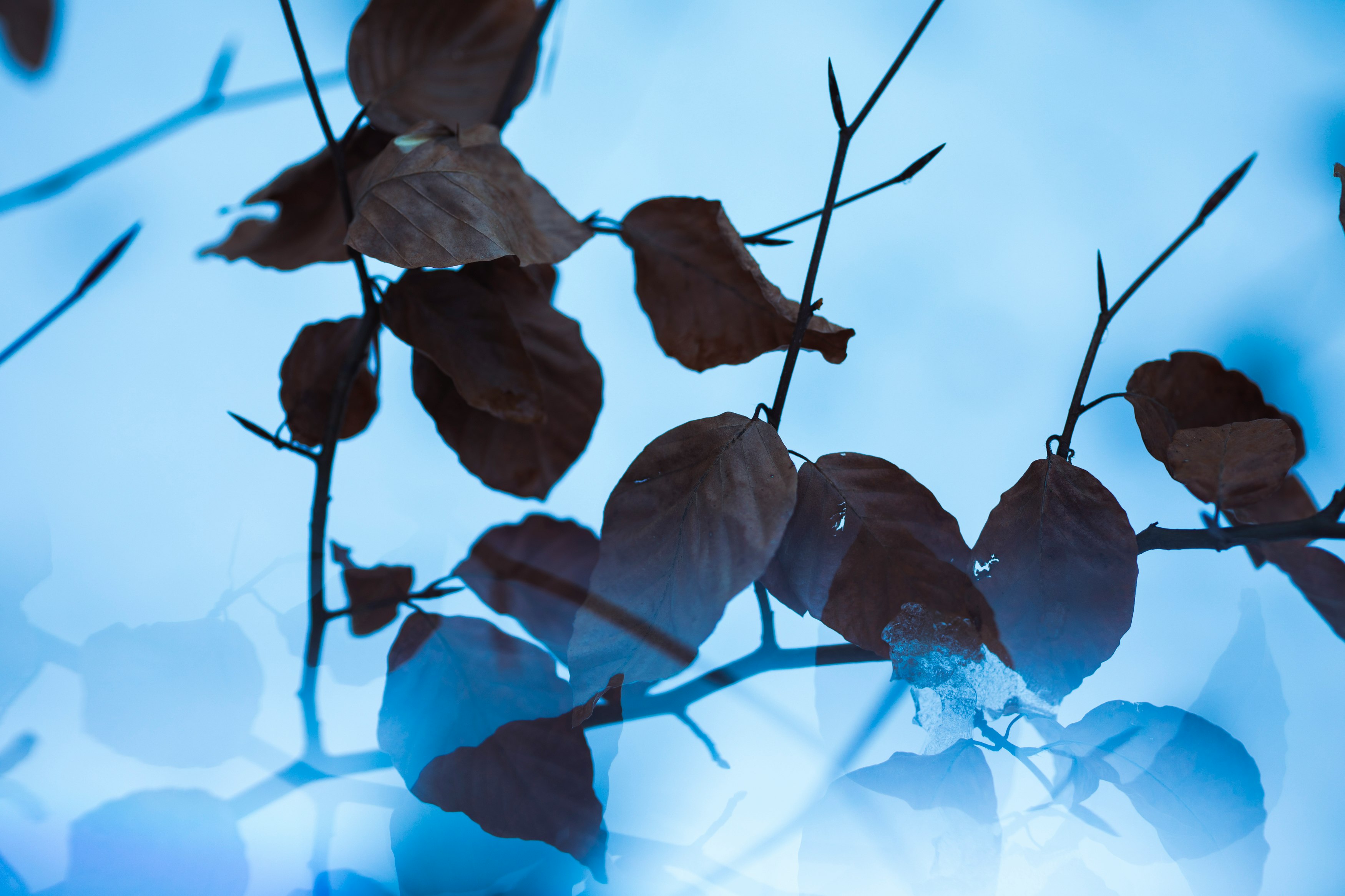 blue flower with water droplets